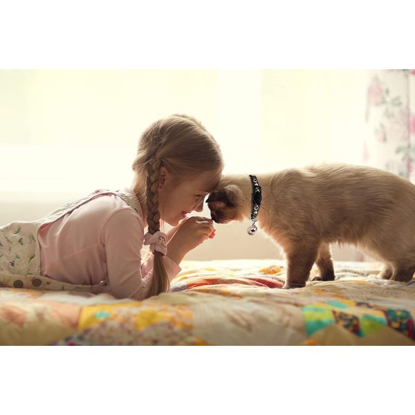 2pcs Breakaway Cat Collars with Bell - Adjustable, Glow-in-the-Dark Design, Durable Nylon, Perfect for Outdoor Activities, Cute Kitten Collars, Pet, |playful Design|adjustable Collar