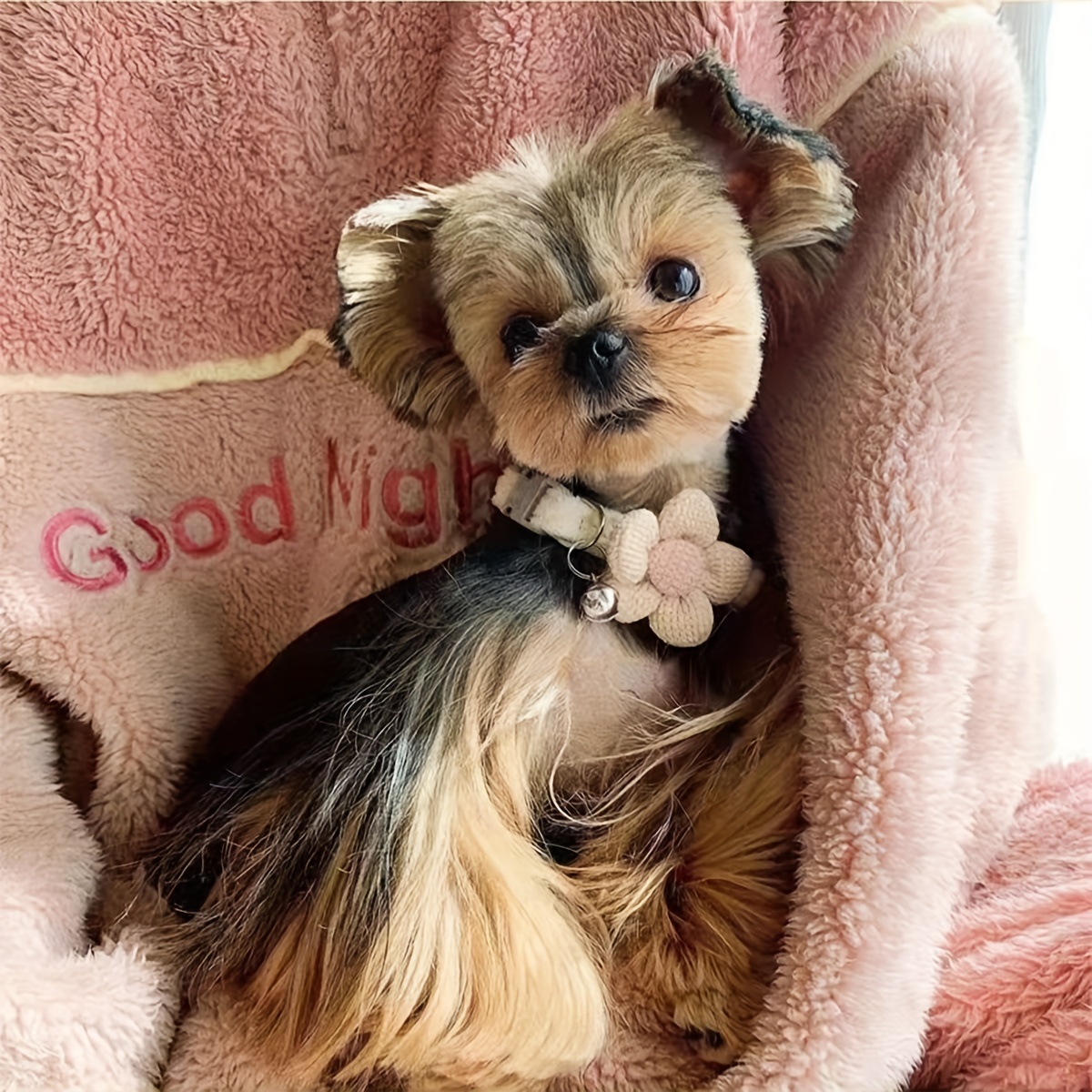 Random 1pc Pet Bell Collar Cute Dog Cat Universal Puppy Teddy Dog Collar - Image 5