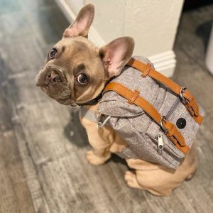 Lovely Dog Backpack Strap for Small And Medium-Sized Dogs, Adjustable Pet Saddle Bag with Pocket, Portable Outdoor Travel Backpack for French Bulldog Corgi